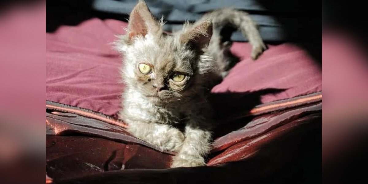 Woman Not Entirely Convinced The Cat She Adopted Isn't Part Alien - The Dodo