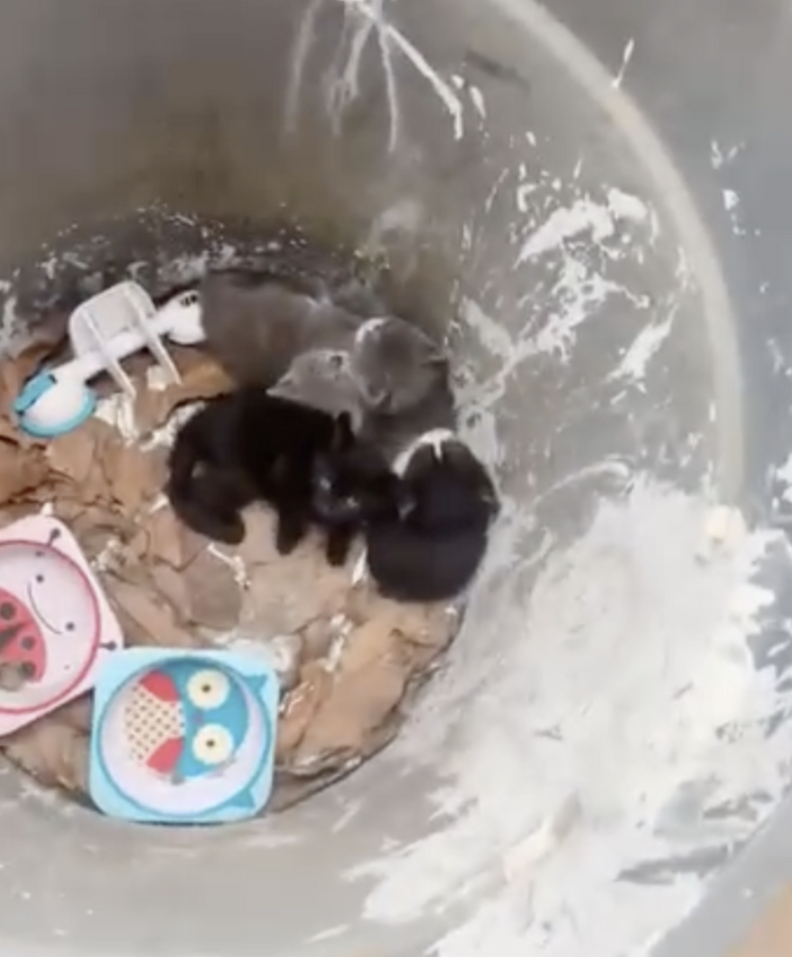 kittens in trash