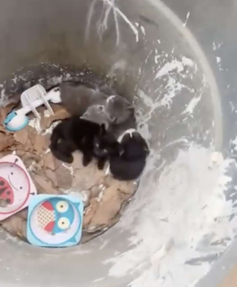 kittens in trash