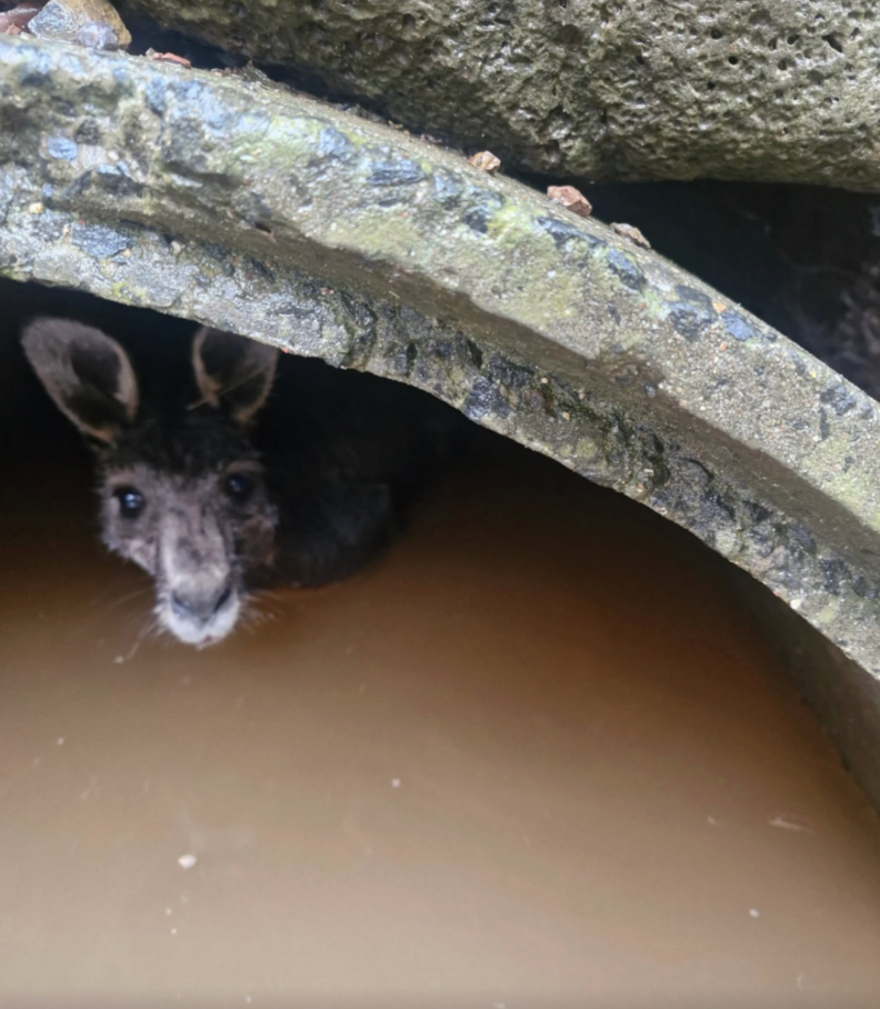 カンガルーを助けるケイトさん