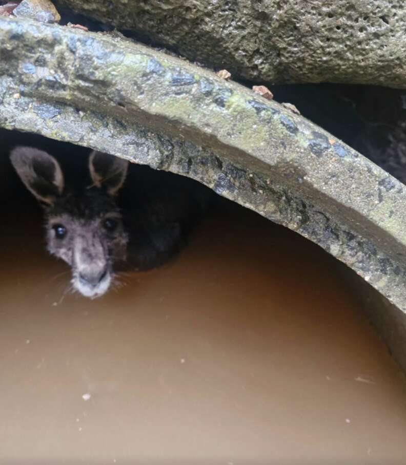 カンガルーを助けるケイトさん