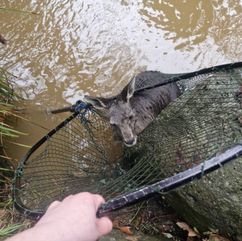 ネットの中のカンガルー