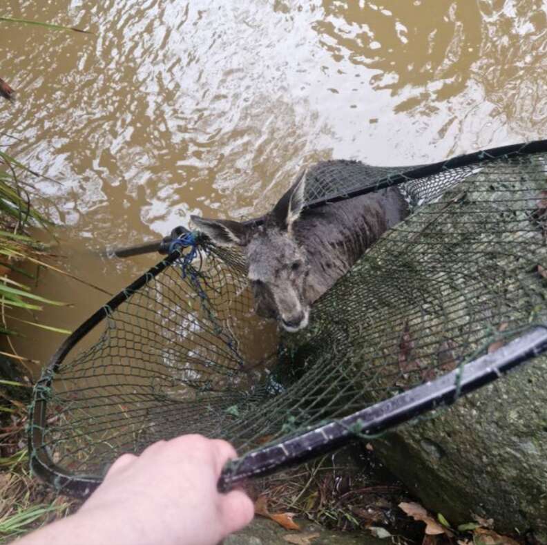 ネットの中のカンガルー