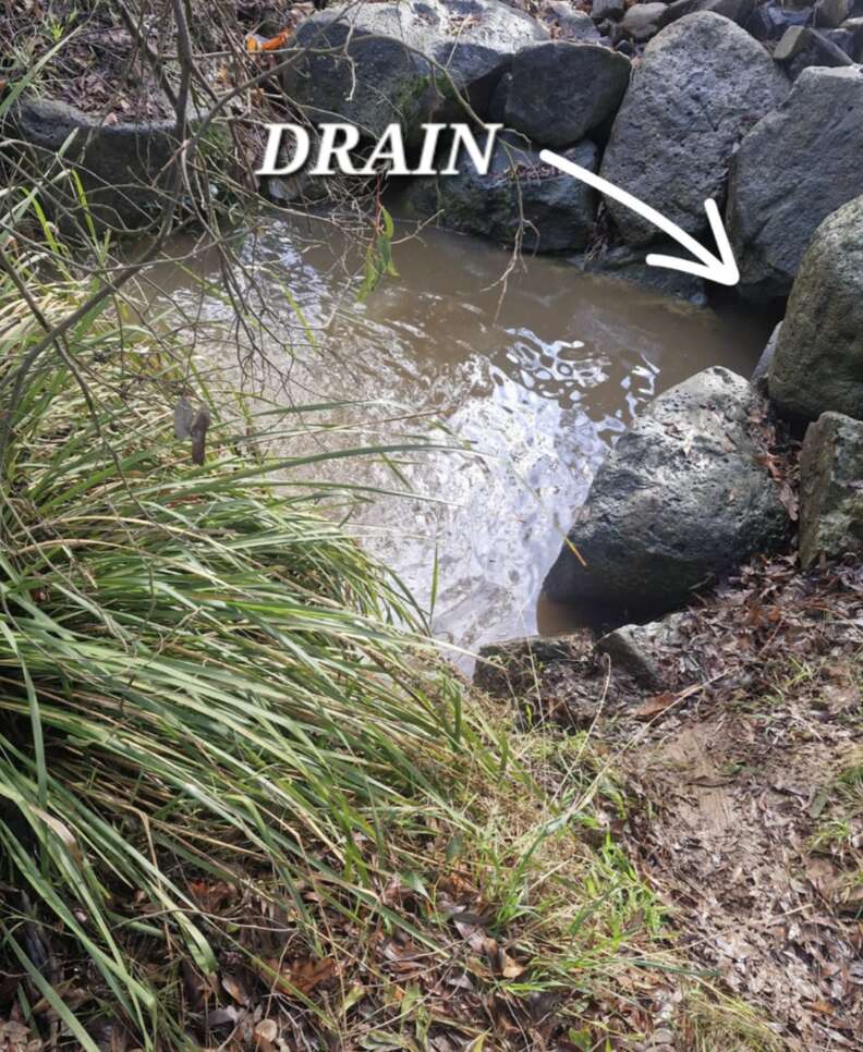 カンガルーが道を渡る場面