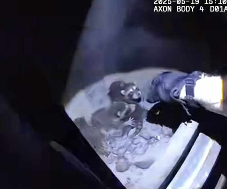 赤ちゃんラクーン