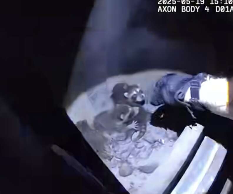 赤ちゃんラクーン