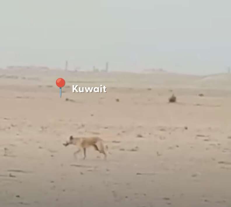 Dog Left In Desert Digs Hole Under Water Tank To Protect Something Important