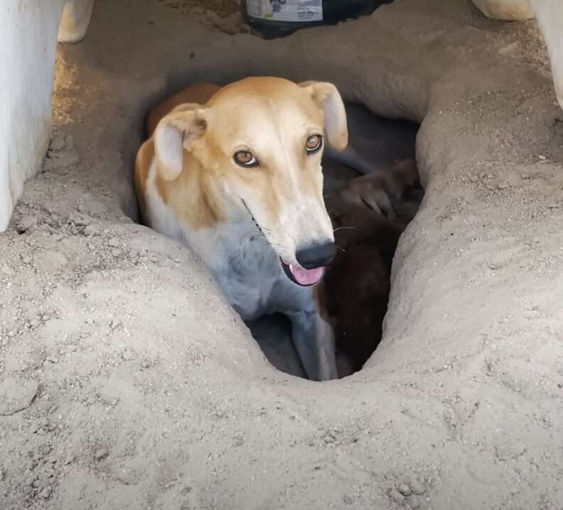 Dog Left In Desert Digs Hole Under Water Tank To Protect Something Important