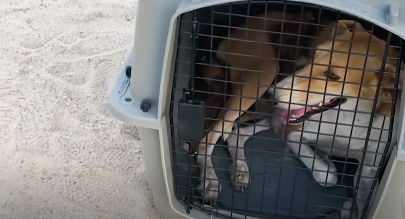 Dog Left In Desert Digs Hole Under Water Tank To Protect Something Important