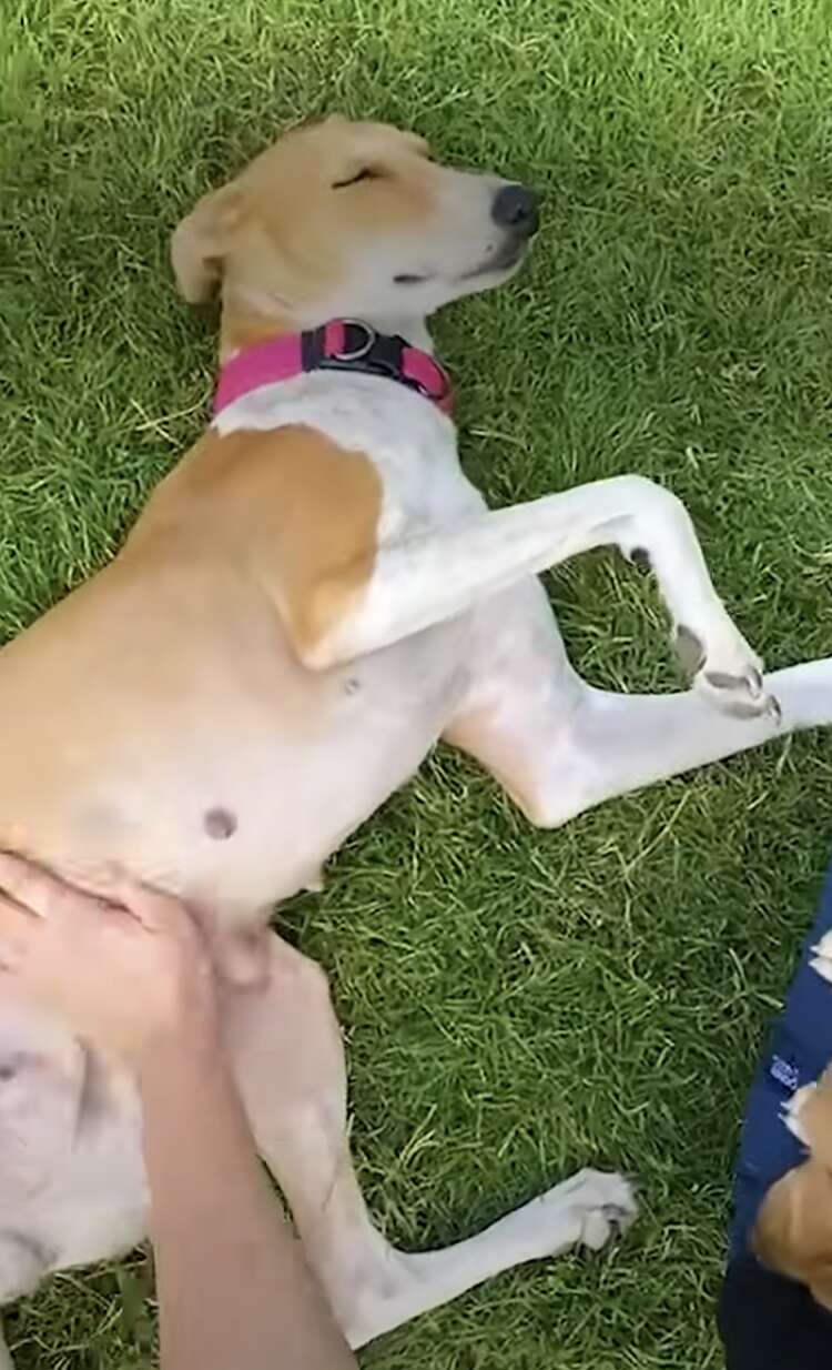 Dog Left In Desert Digs Hole Under Water Tank To Protect Something Important