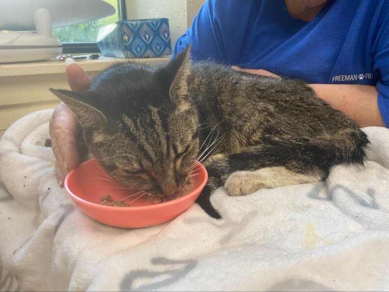 Miracle cat survives flood in an oven