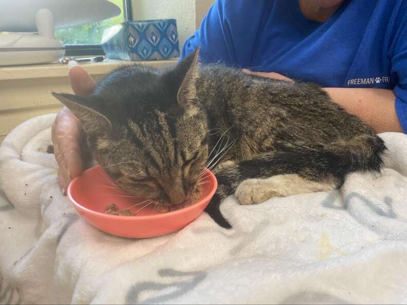 Miracle cat survives flood in an oven