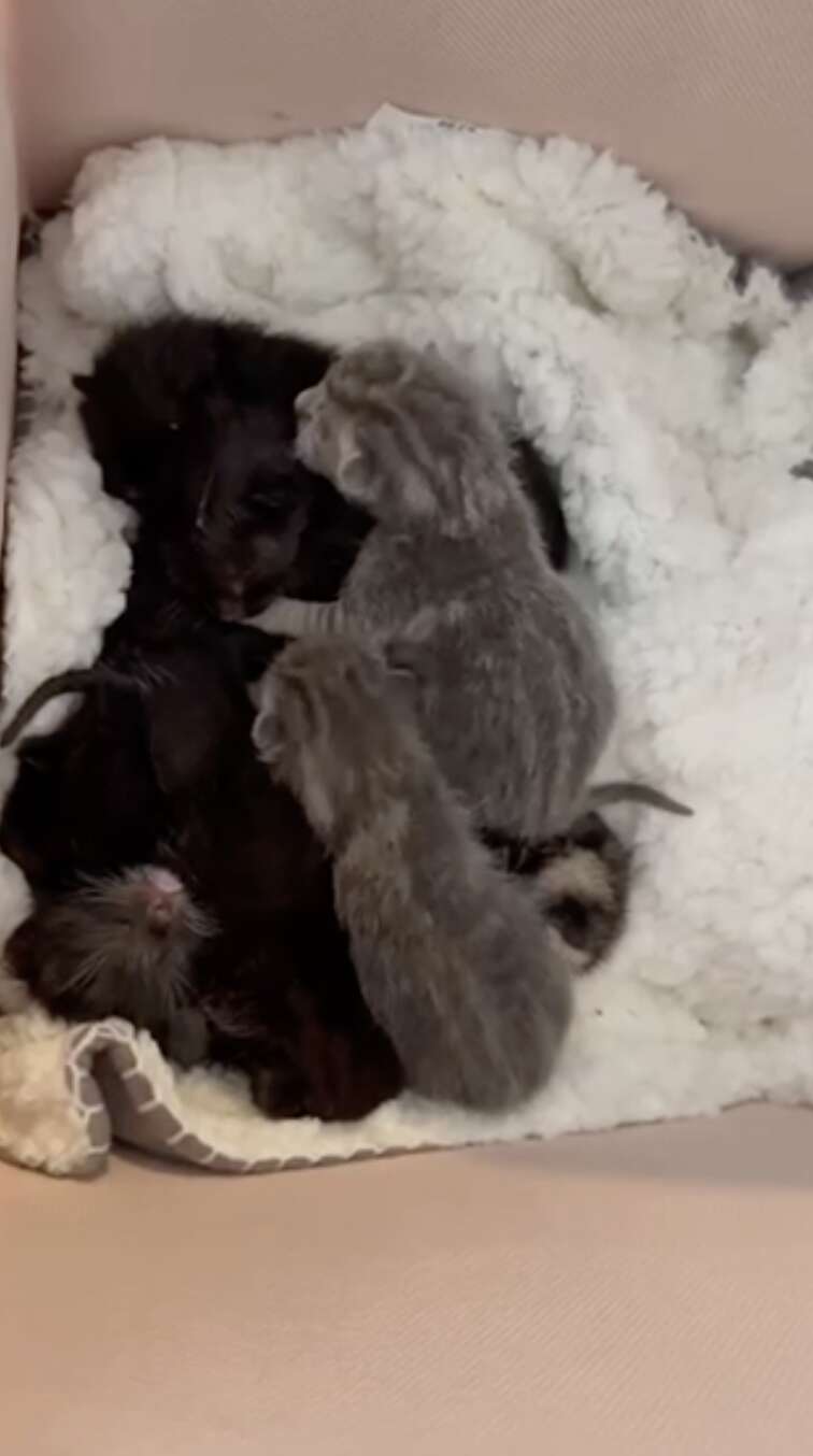 kittens