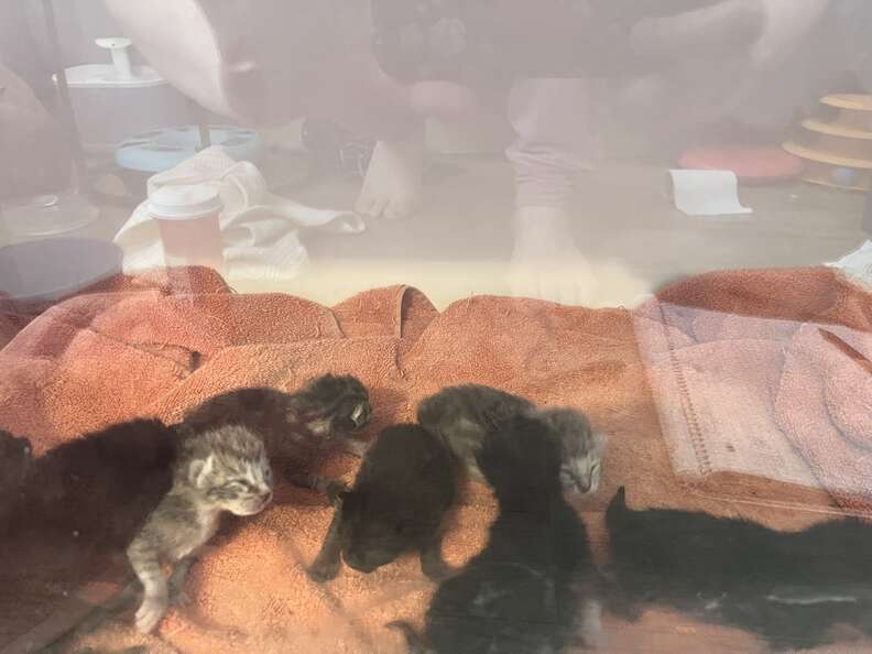 kittens
