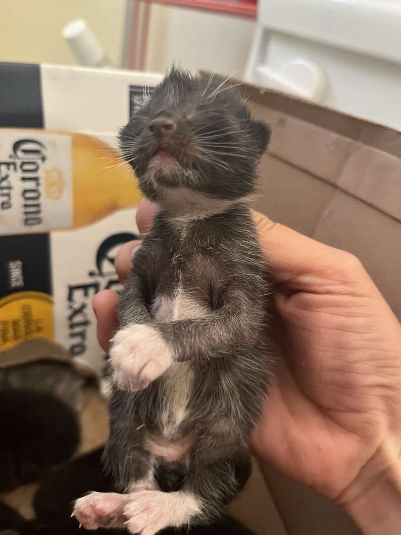 kittens