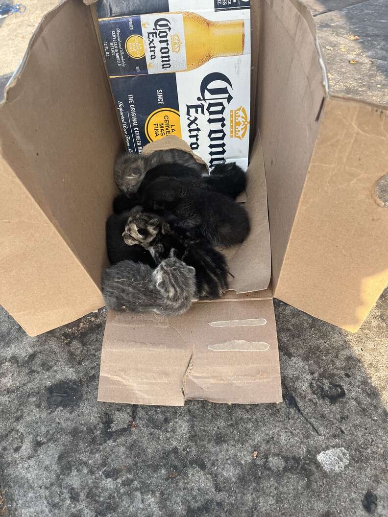kittens