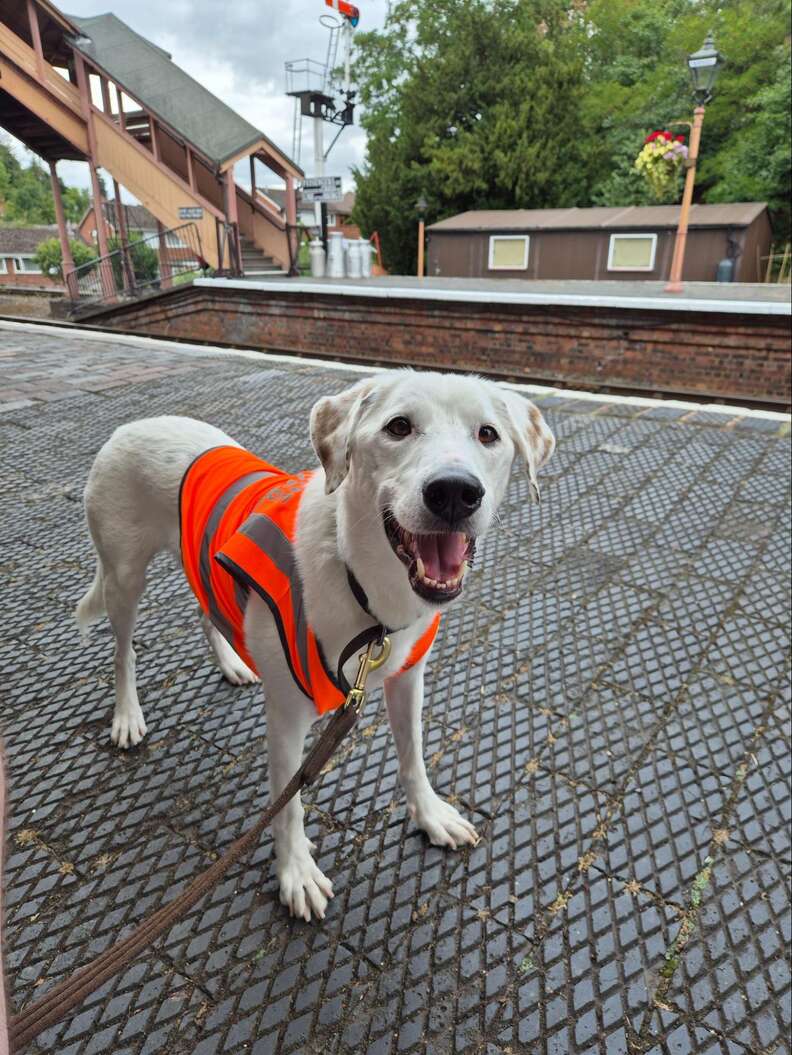 ブルーノのかわいい姿