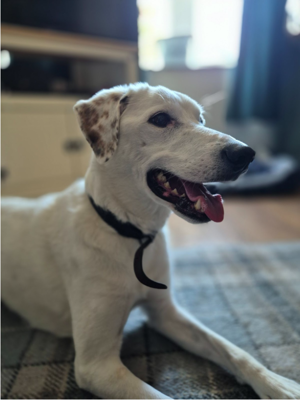 ブルーノが散歩に行くのが楽しみ！