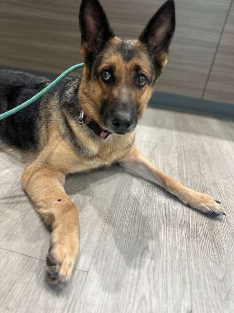 Hikers Find A Mysterious Dog Deep In The Woods And Realize She Can't Move - NEWS USA