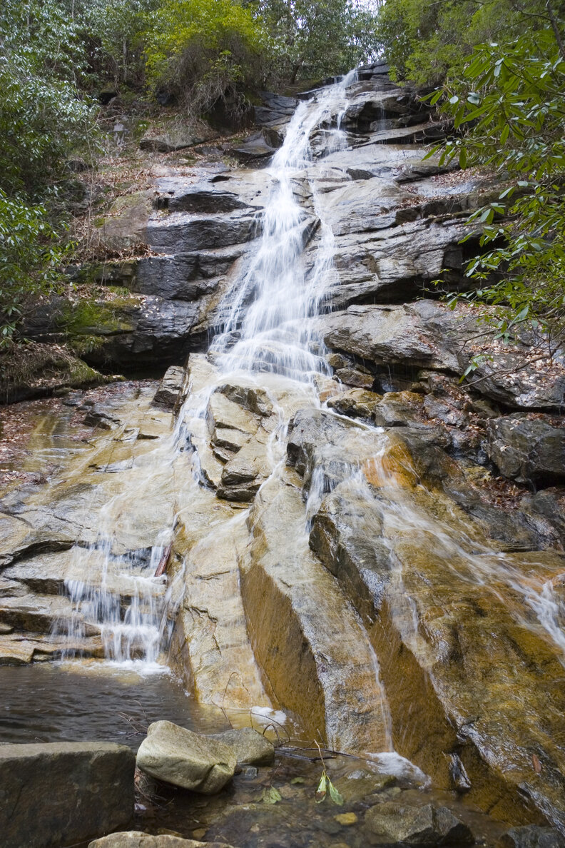 Hikers Find A Mysterious Dog Deep In The Woods And Realize She Can't Move - NEWS USA