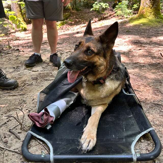 Hikers Find A Mysterious Dog Deep In The Woods And Realize She Can't Move - NEWS USA