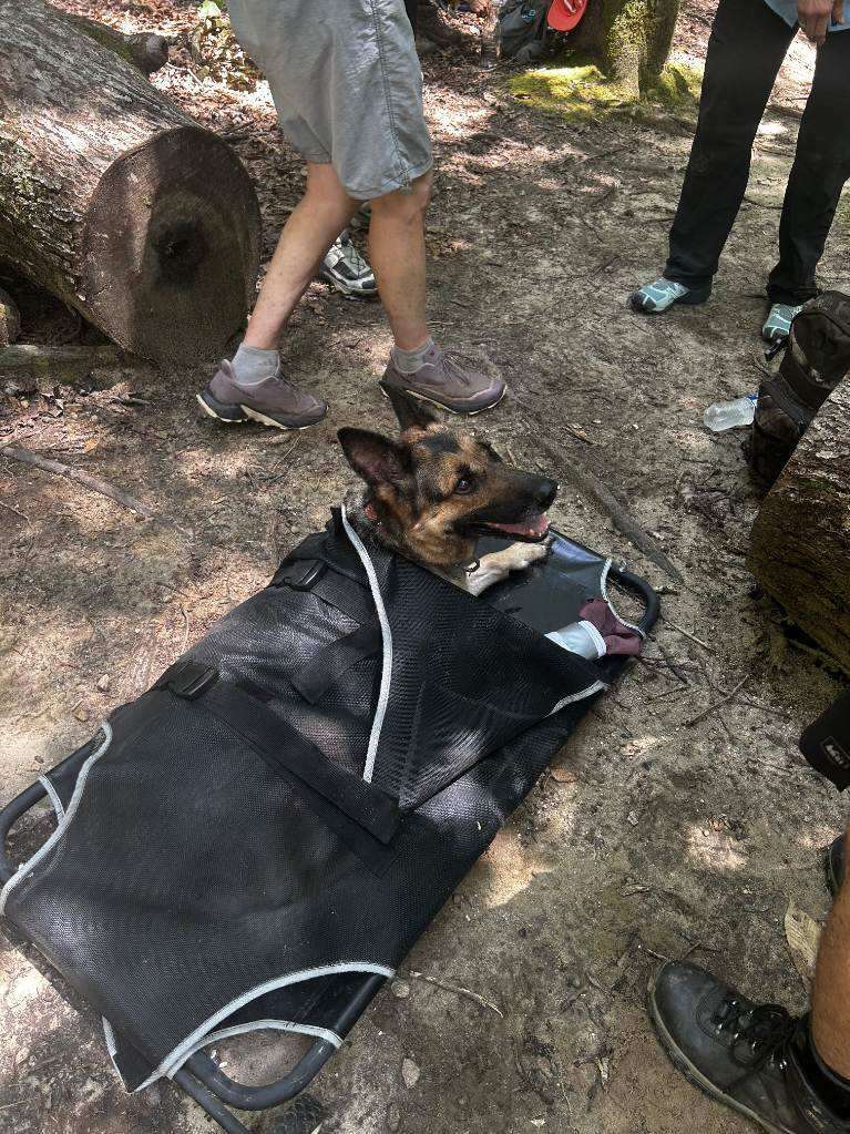 Hikers Find A Mysterious Dog Deep In The Woods And Realize She Can't Move