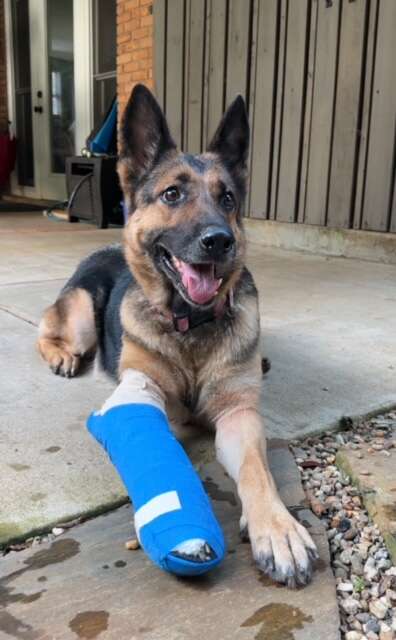 Hikers Find A Mysterious Dog Deep In The Woods And Realize She Can't Move - NEWS USA