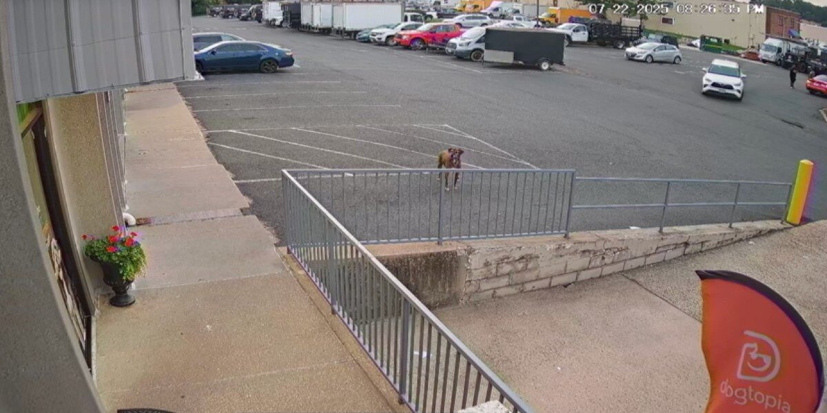 Doggy Day Care Staff See A Pup Waiting Outside All Alone — Then Realize Why