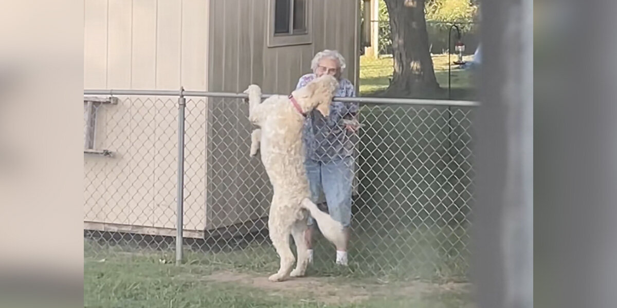 Dog Visits Elderly Neighbor Every Morning — Until The Day She Doesn't  Appear - The Dodo