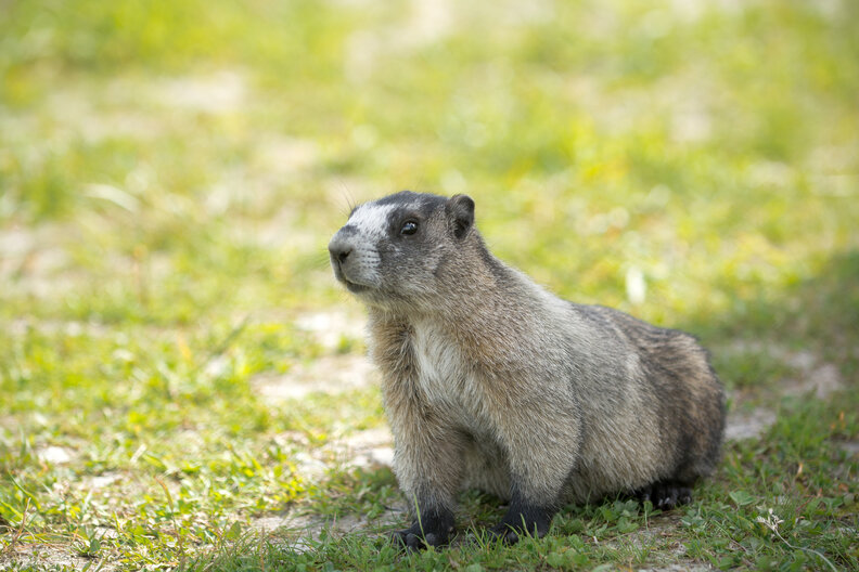 Man Puts His Fear Aside To Save 'Angry' Animal With Head Stuck In Jar
