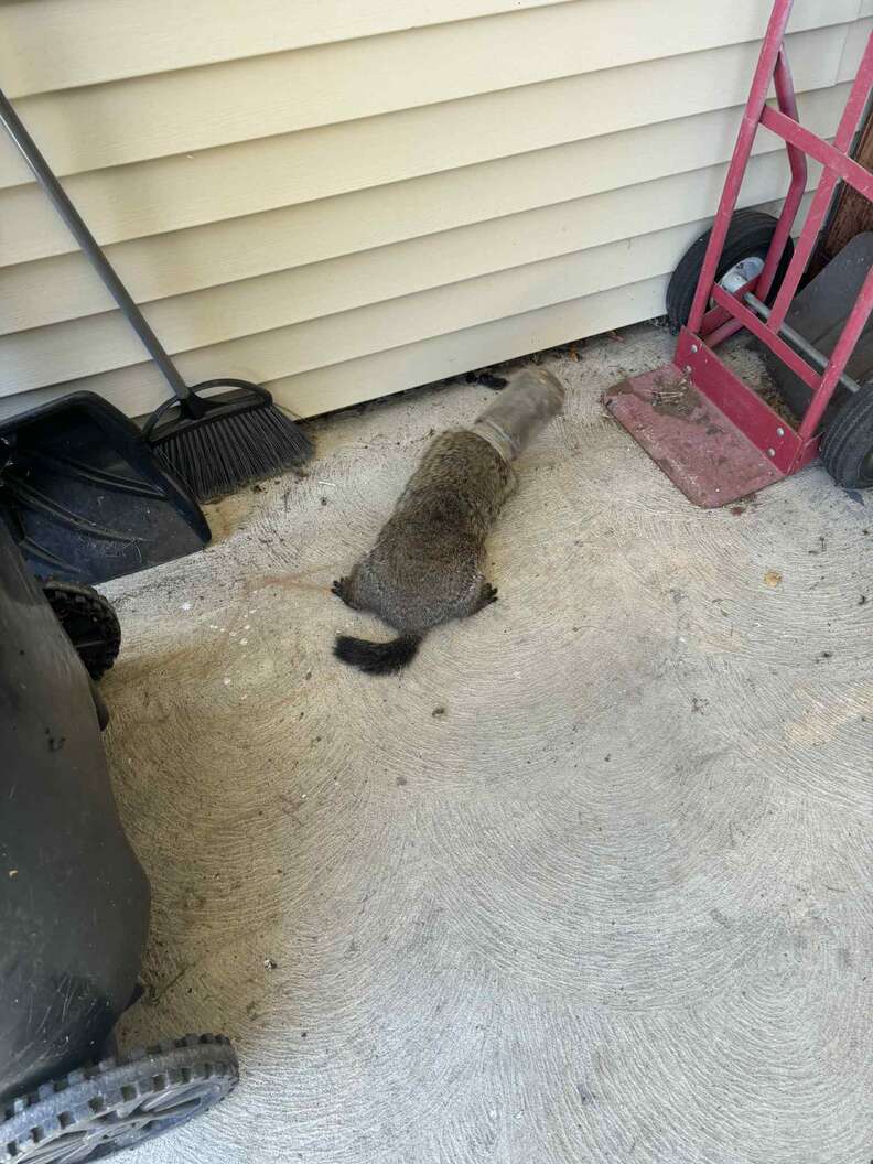 Man Puts His Fear Aside To Save 'Angry' Animal With Head Stuck In Jar