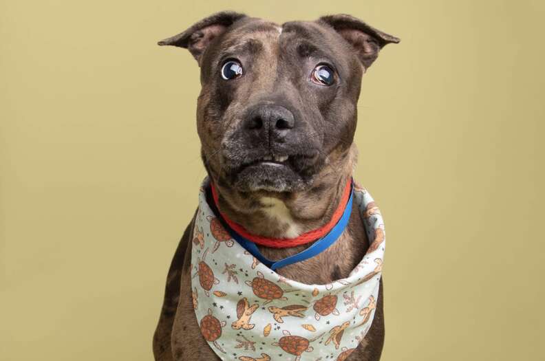 Blind, ‘Lumpy’ Pup Needed Someone Who Loved His Quirks — Then He Went Viral