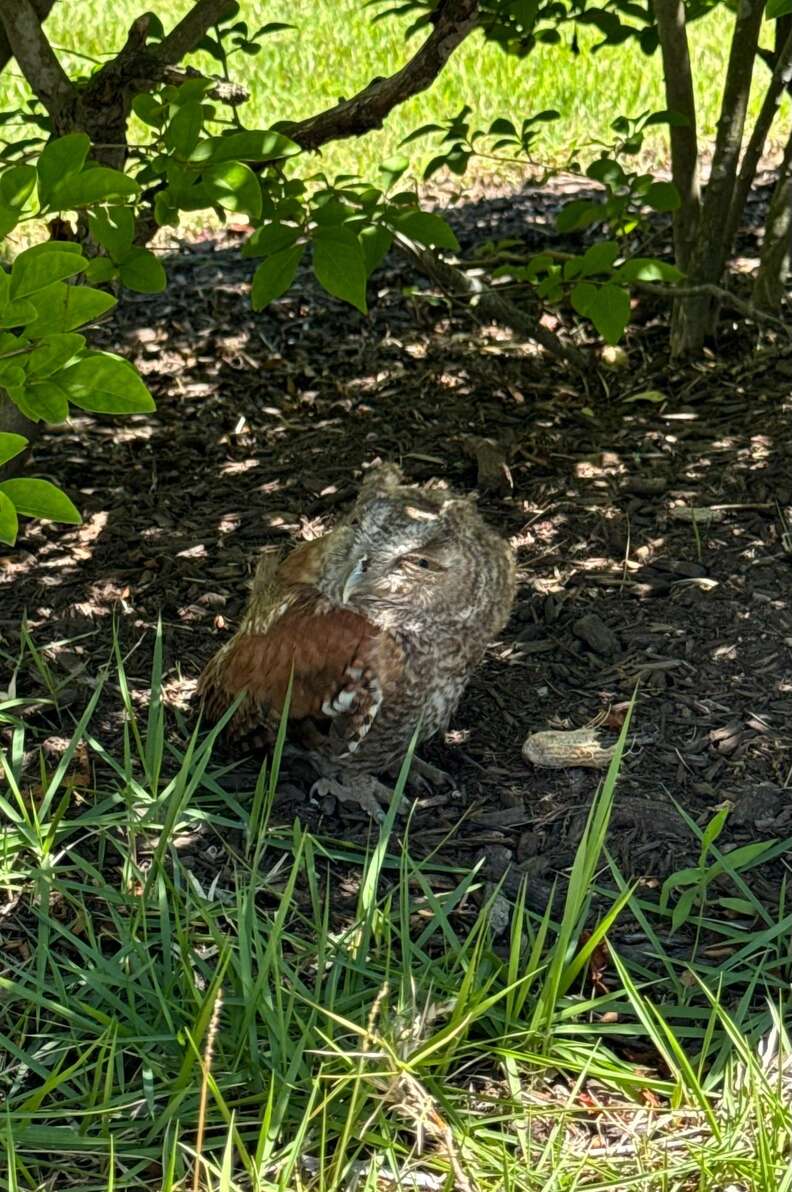 フクロウの写真