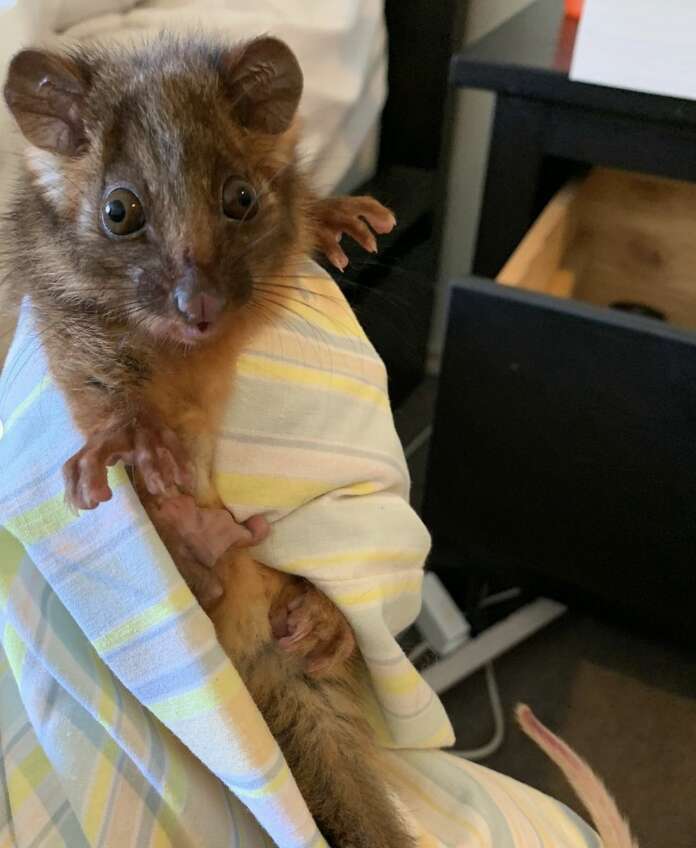 仲良しポッサムたち