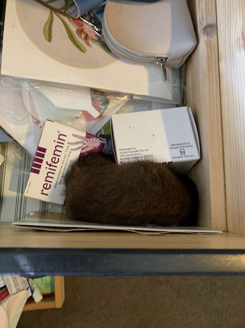 幸せなポッサム