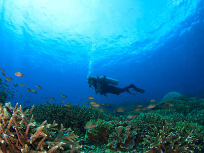 A scuba diver swims among brightly colored coral