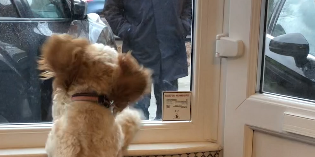 Dog Waits By The Window For Her Grandparents To Come Home - Videos ...