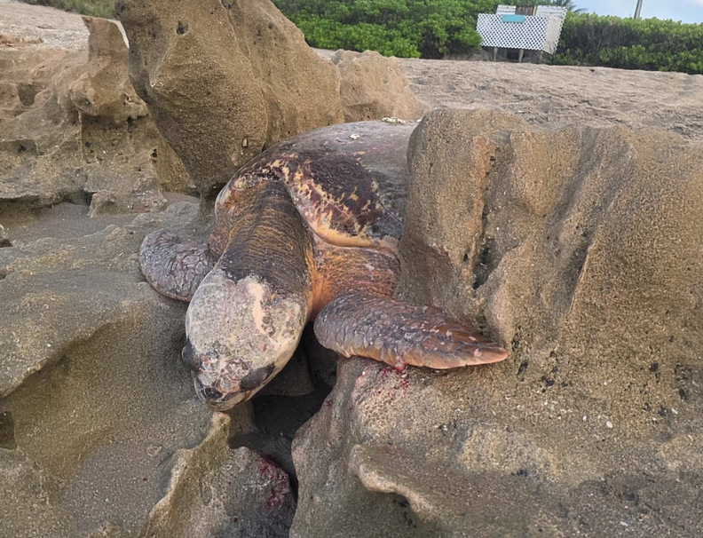 turtle trapped in rocks 