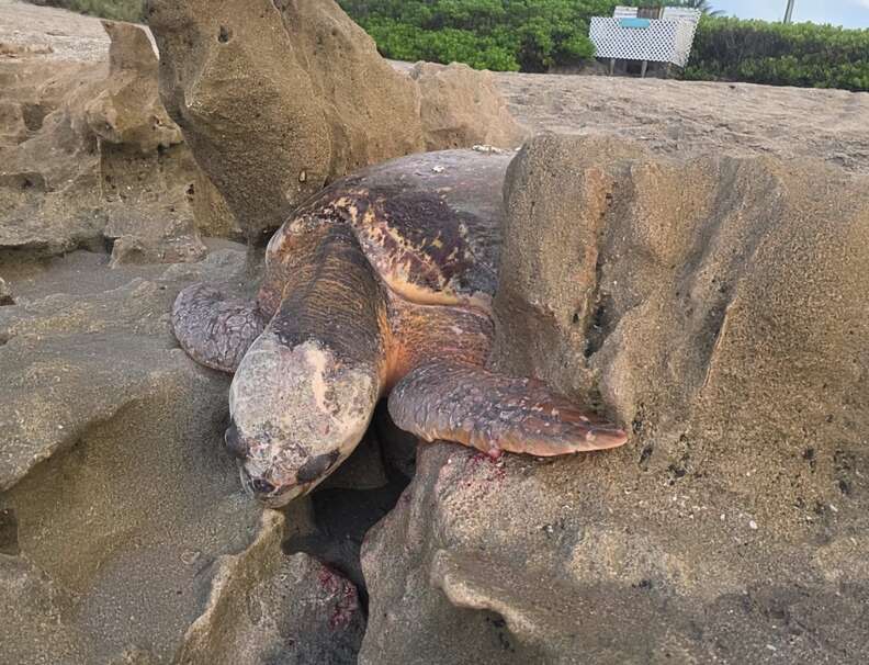 turtle trapped in rocks
