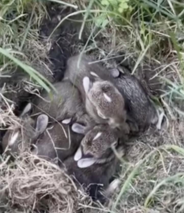 bunny nest 