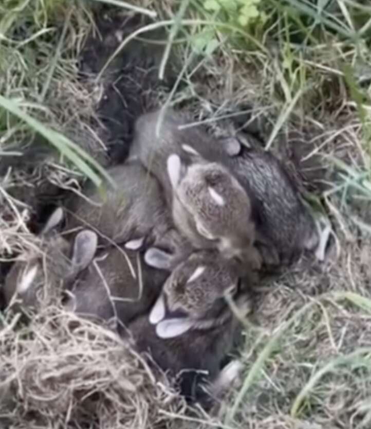 bunny nest