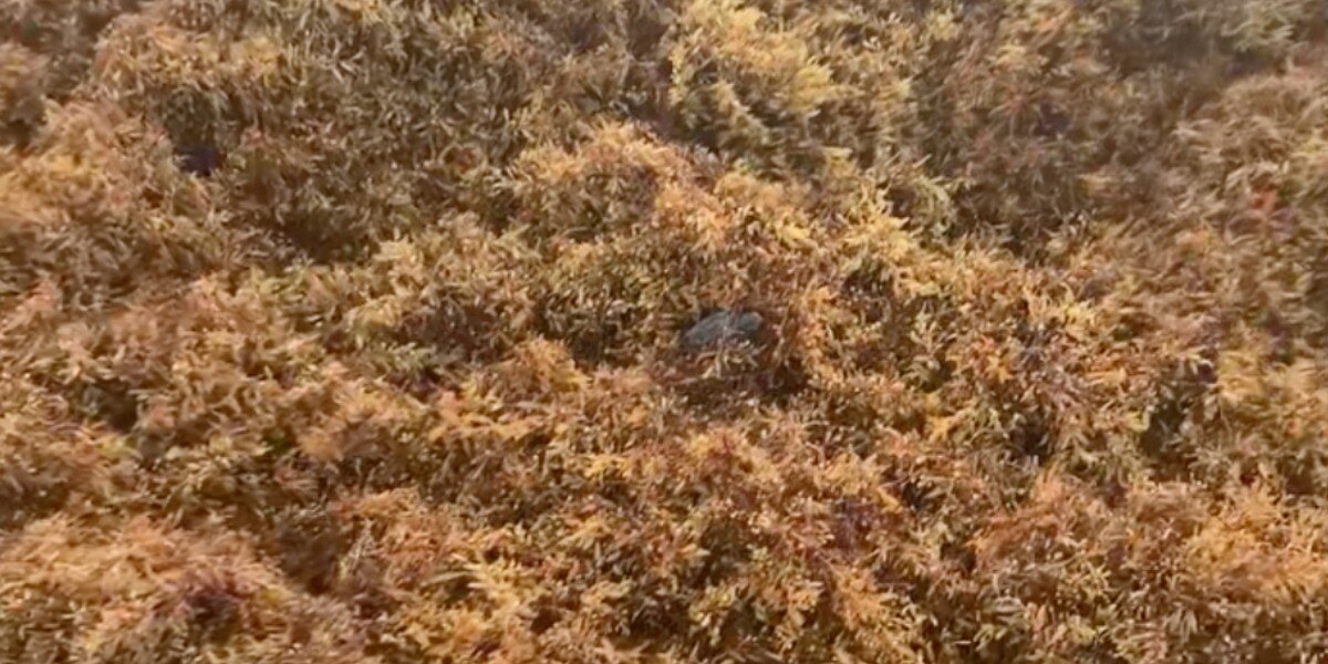 Woman Spots Tiny Blob Buried In Seaweed And Ends Up Saving A Life