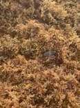 Woman Spots Tiny Blob Buried In Seaweed And Ends Up Saving A Life