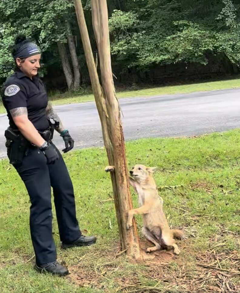 Coyote With Paw Stuck In A Tree Didn't Expect People To Be So Kind
