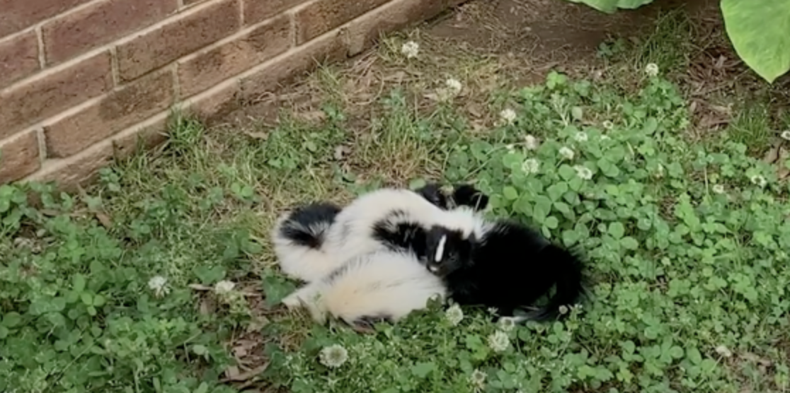Woman Does A Double Take When She Sees 'Huddled Up' Pile Of Babies