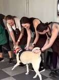 Overlooked Shelter Pup Loses It When She Realizes Goodbye Party Is For Her
