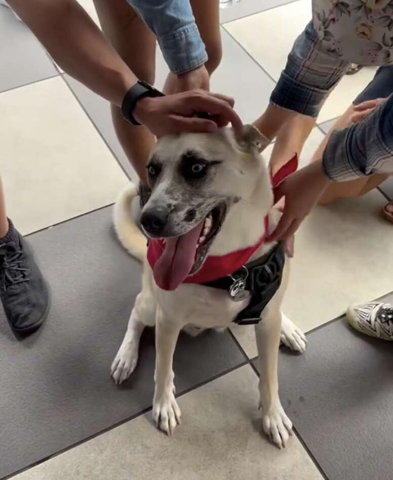 Overlooked Shelter Pup Loses It When She Realizes Goodbye Party Is For Her