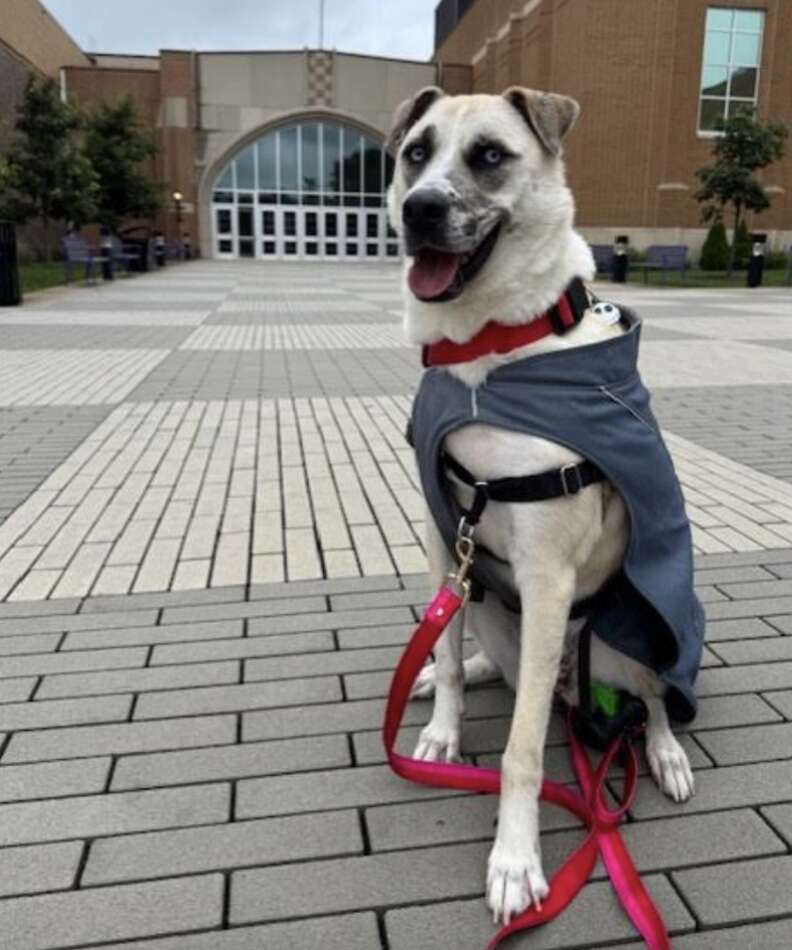 Overlooked Shelter Pup Loses It When She Realizes Goodbye Party Is For Her