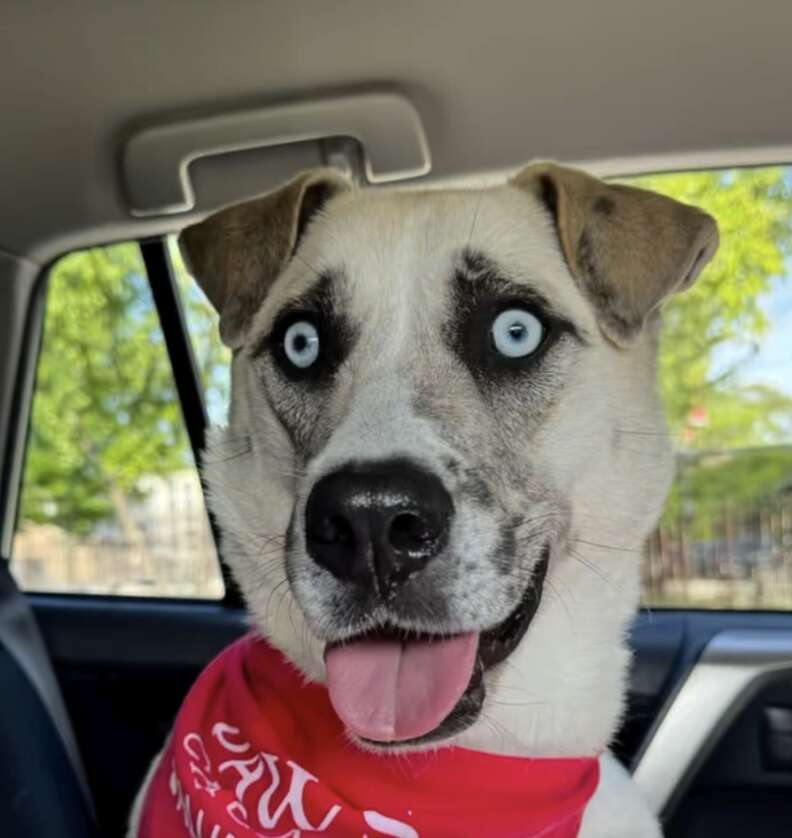 Overlooked Shelter Pup Loses It When She Realizes Goodbye Party Is For Her