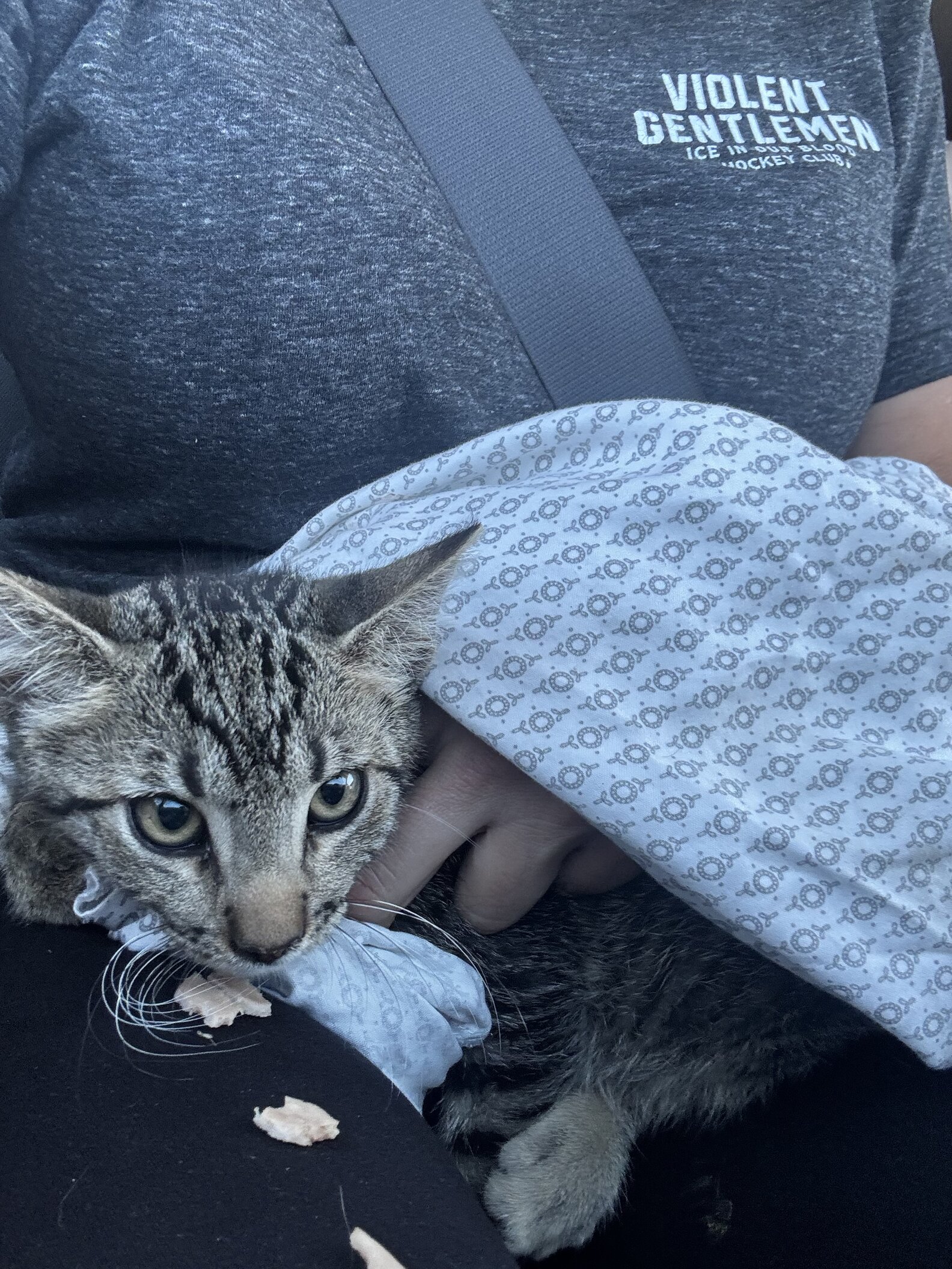 Mom Stops Car On Highway And Jumps Out To Help A Panting Kitten - The Dodo
